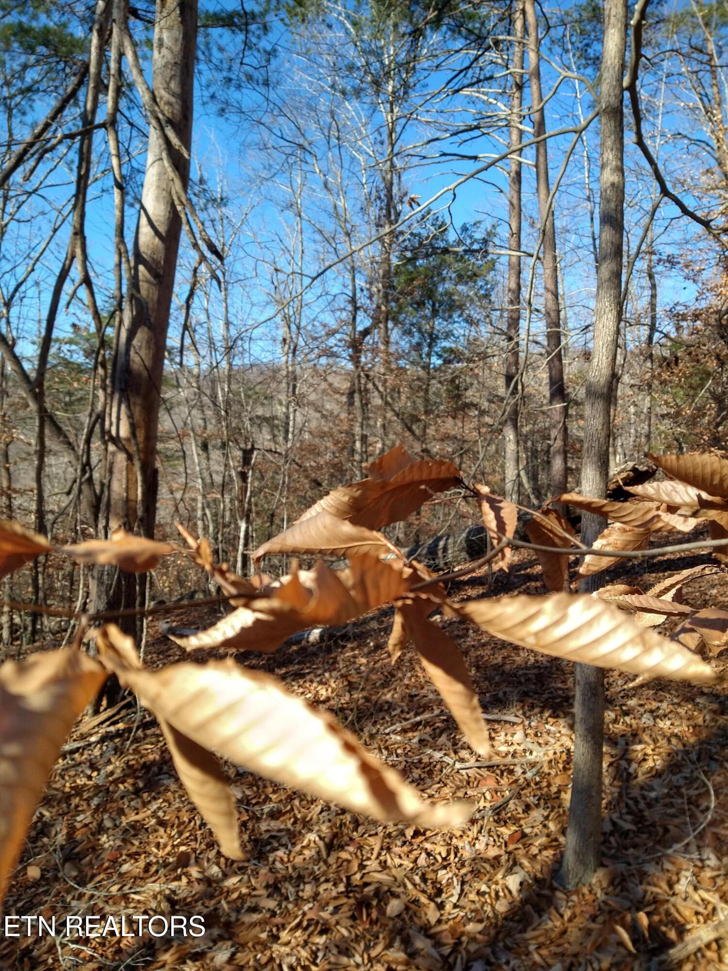 Lot 45 Walleye Point Sharps Chapel, TN 37866 - Photo 21 of 29 IMG_20211215_084302824_HDR