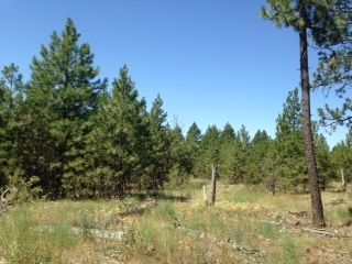 35823 South Rock Lake Road Cheney, WA 99004 - Photo 13 of 16
