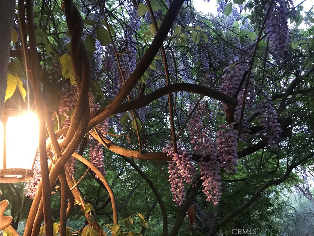 40820 Oak Ridge Drive Three Rivers, CA 93271 - Photo 40 of 65 a picture of tree