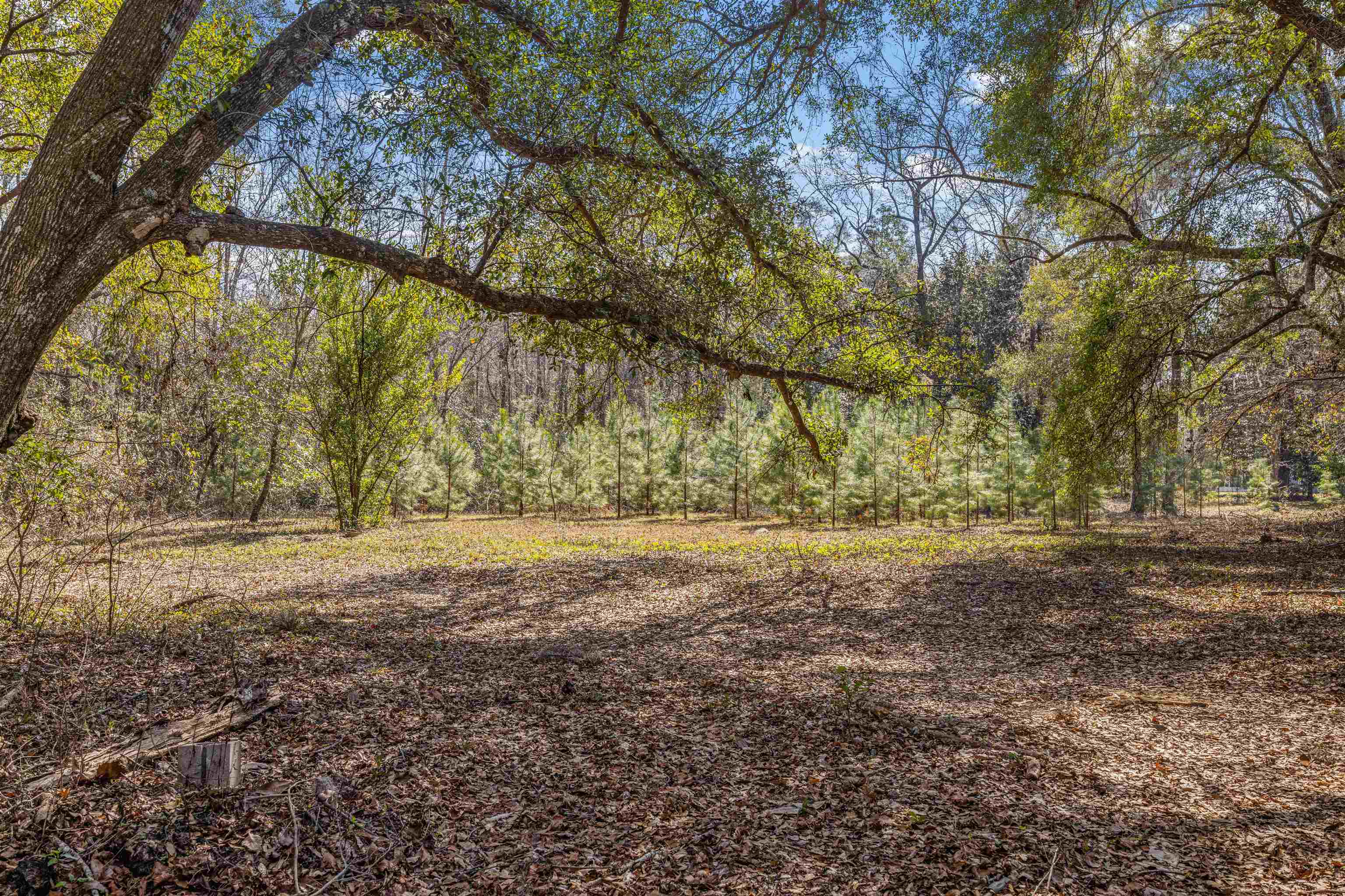 5930 Williams Road Tallahassee, FL 32311 - Photo 8 of 42 Gallery Image 8