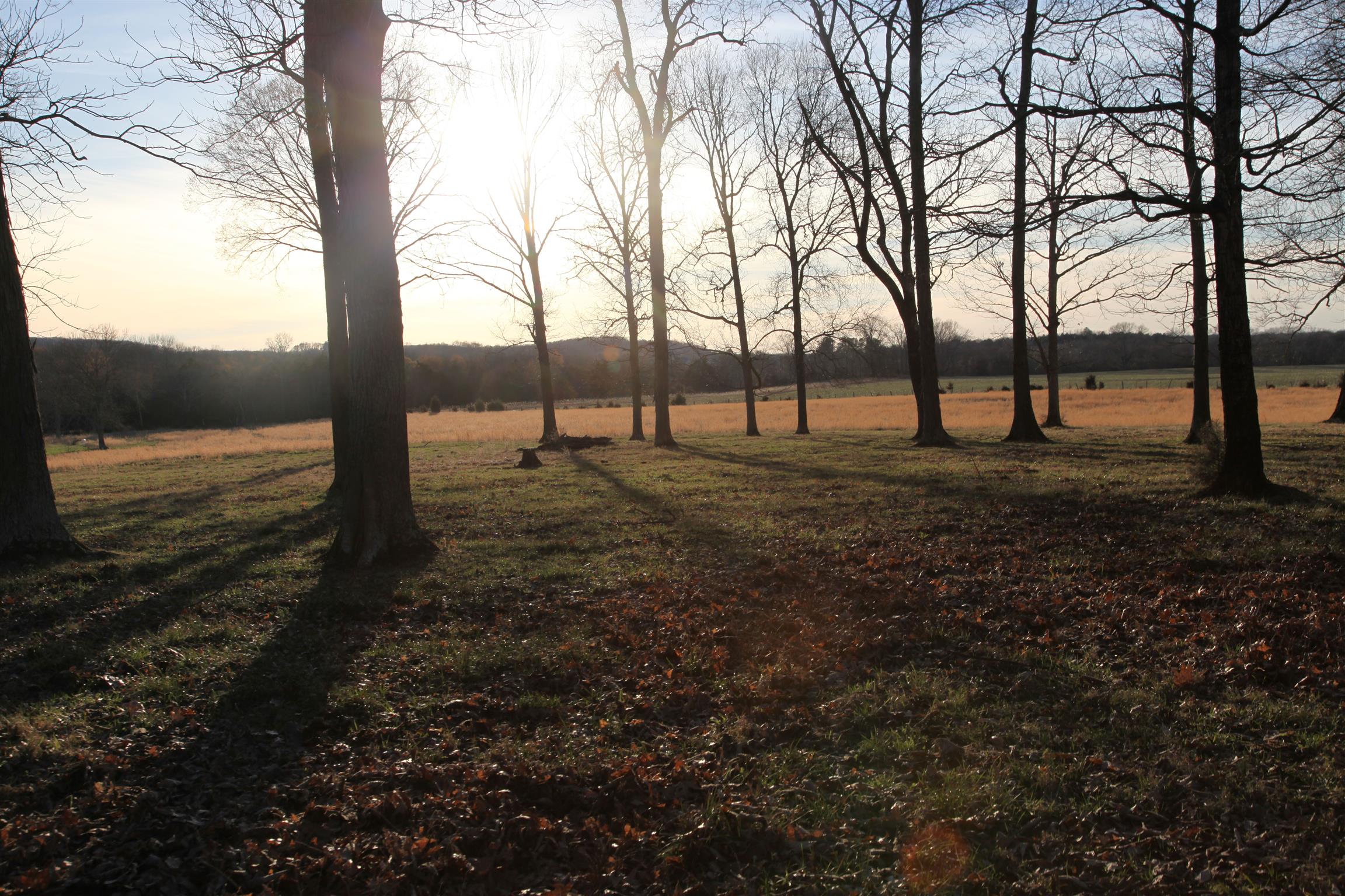 283 Salem Road Lebanon, TN 37090 - Photo 15 of 17 a view of a yard with large trees