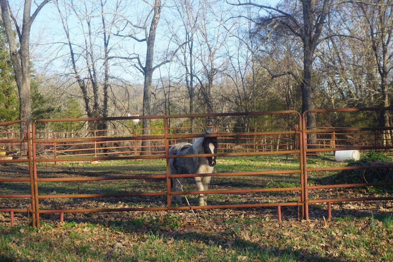283 Salem Road Lebanon, TN 37090 - Photo 5 of 17 a view of a wooden deck