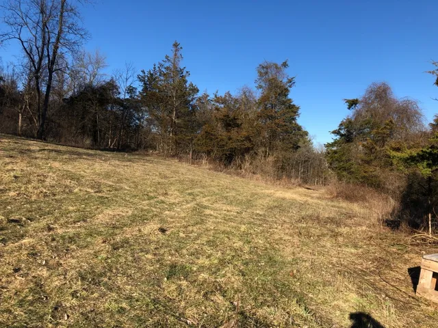 a view of a yard with a tree