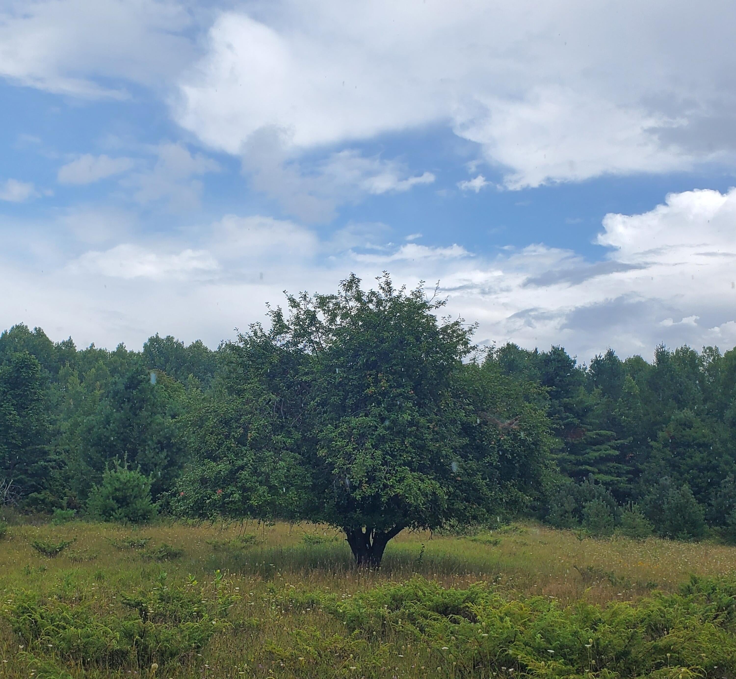 V/l 20-ac Monaghan Point Road Alpena, MI 49707 - Photo 10 of 30 Great Grandma's Applesauce tree
