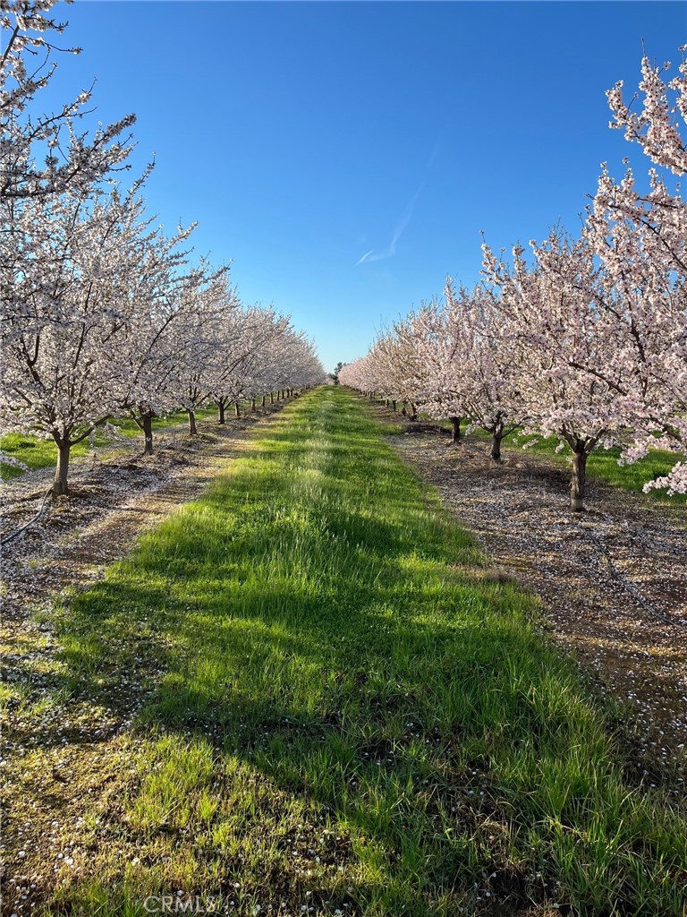 22085 Finnell Avenue Corning, CA 96021 - Photo 3 of 68 a view of grassy field with trees