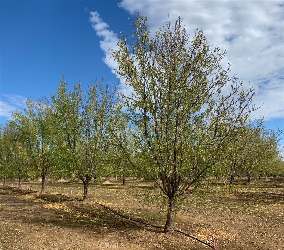 22085 Finnell Avenue Corning, CA 96021 - Photo 49 of 68 a view of a yard with trees