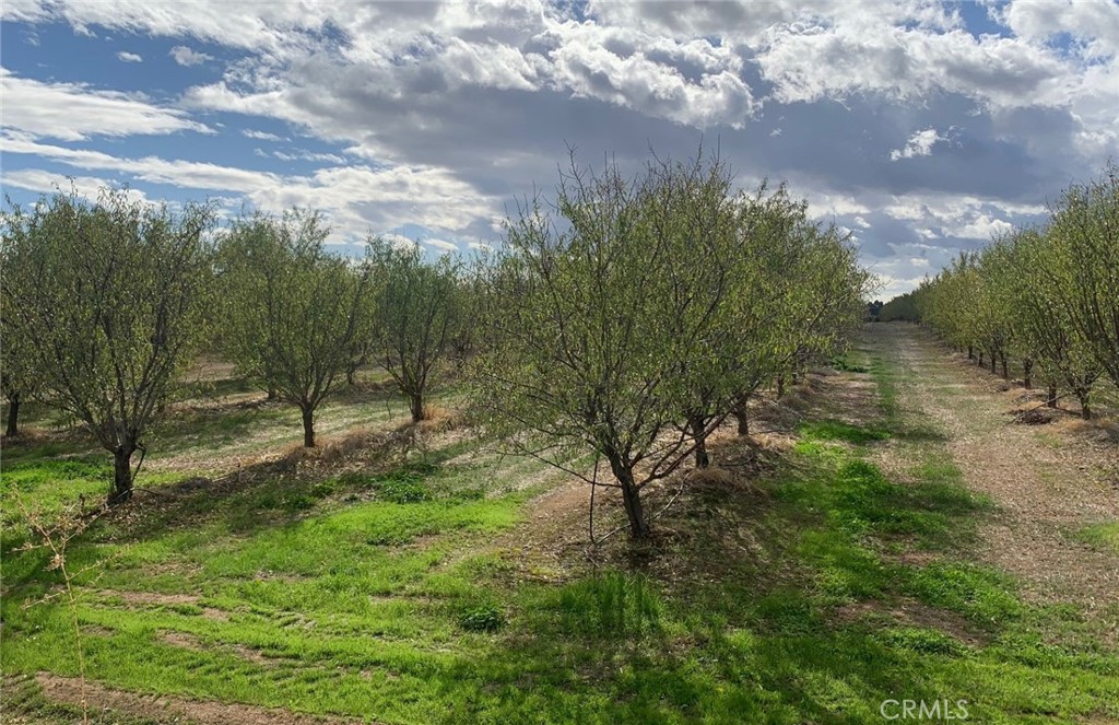 22085 Finnell Avenue Corning, CA 96021 - Photo 50 of 68 a view of a yard with large trees