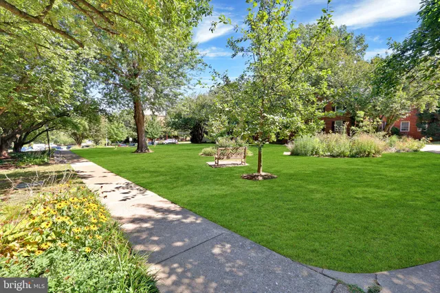 a view of a park with large trees