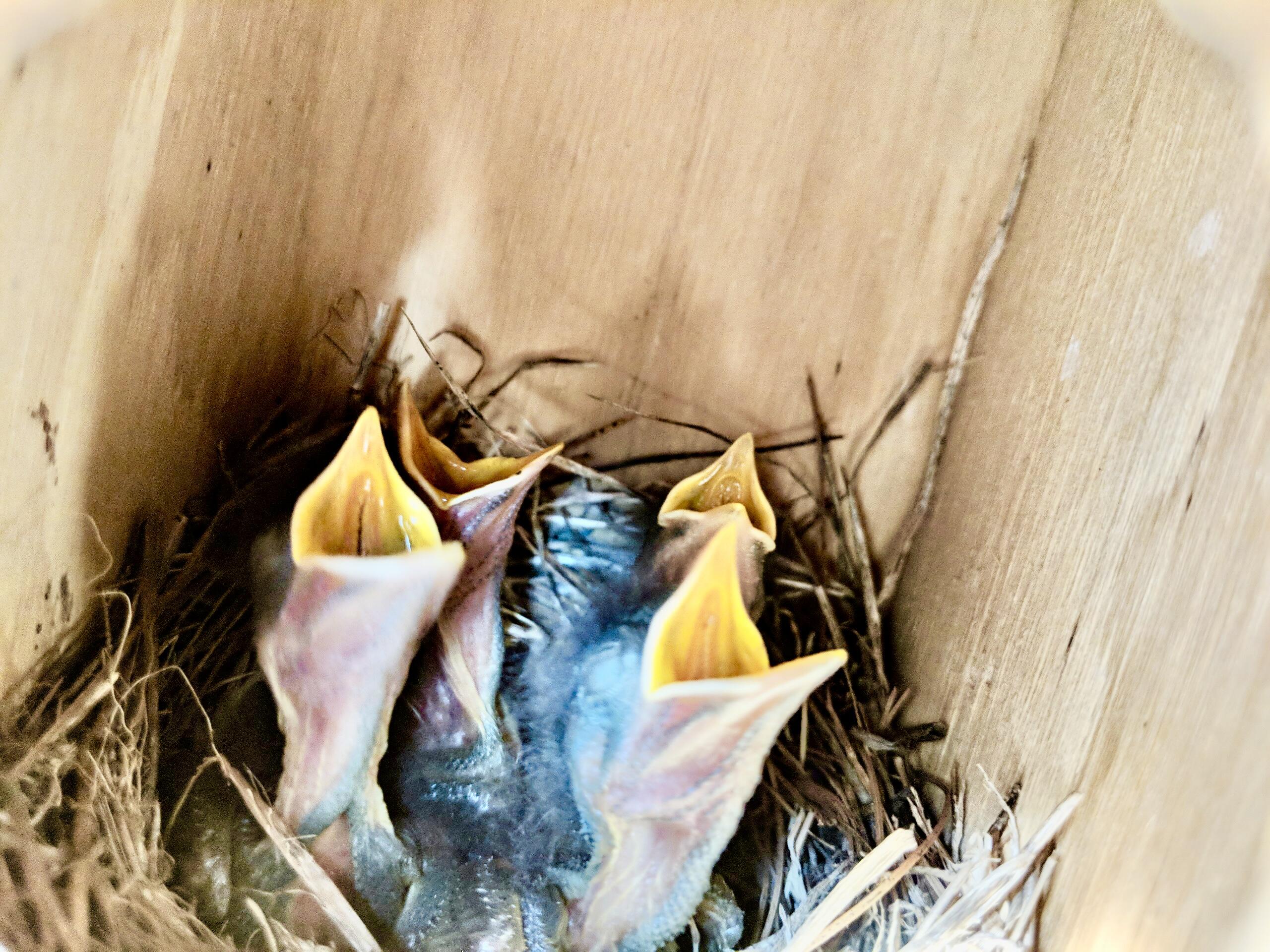 4883 Bennoch Road Lagrange, ME 04453 - Photo 104 of 139 Hungry Baby Blue Birds