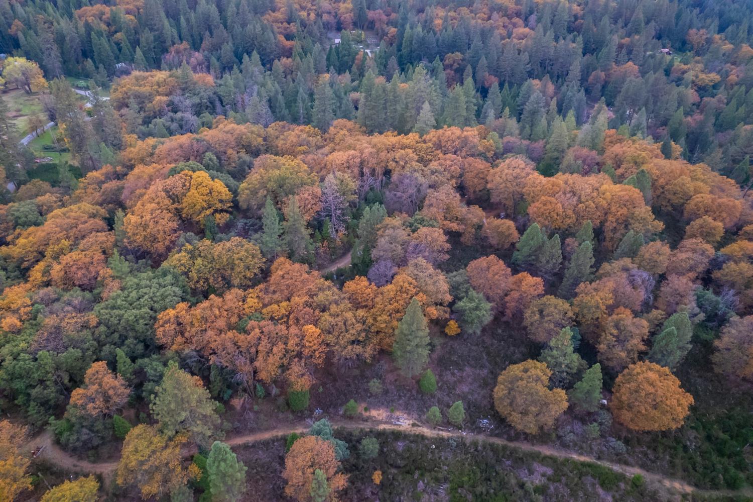 27596 Sweetland Road North San Juan, CA 95960 - Photo 2 of 8 a view of a bunch of flowers and trees