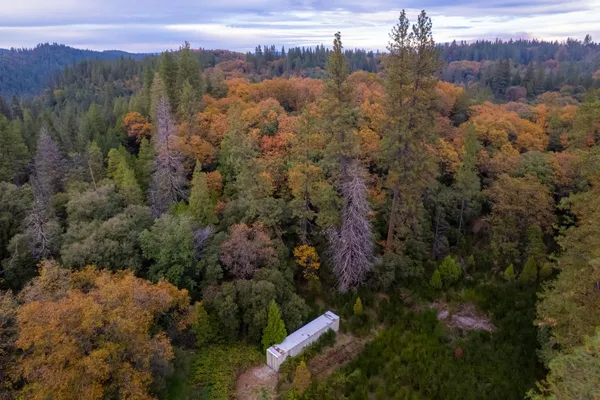 a view of a forest from a forest