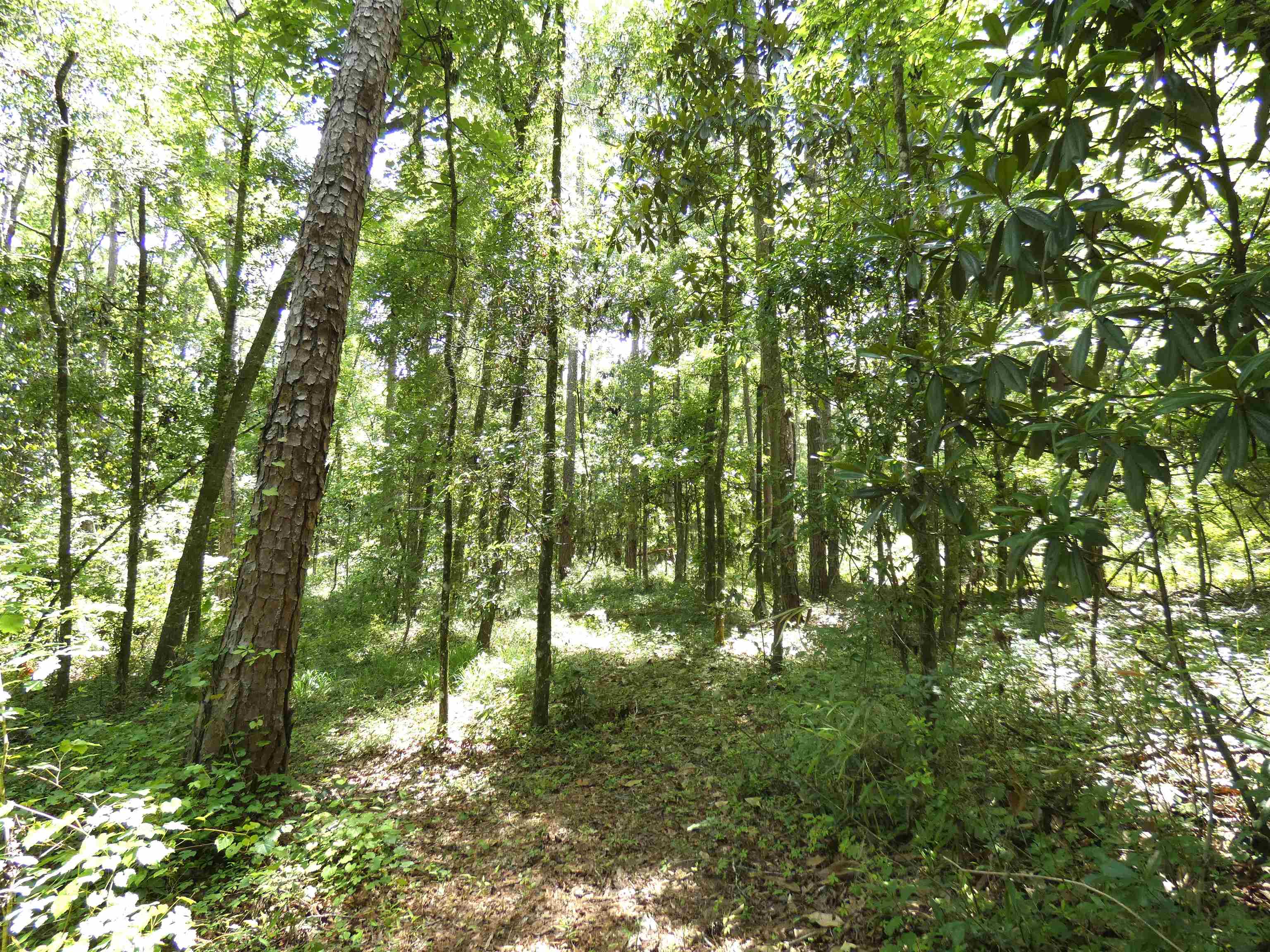 Tbd Gamble Road Monticello, FL 32344 - Photo 6 of 9