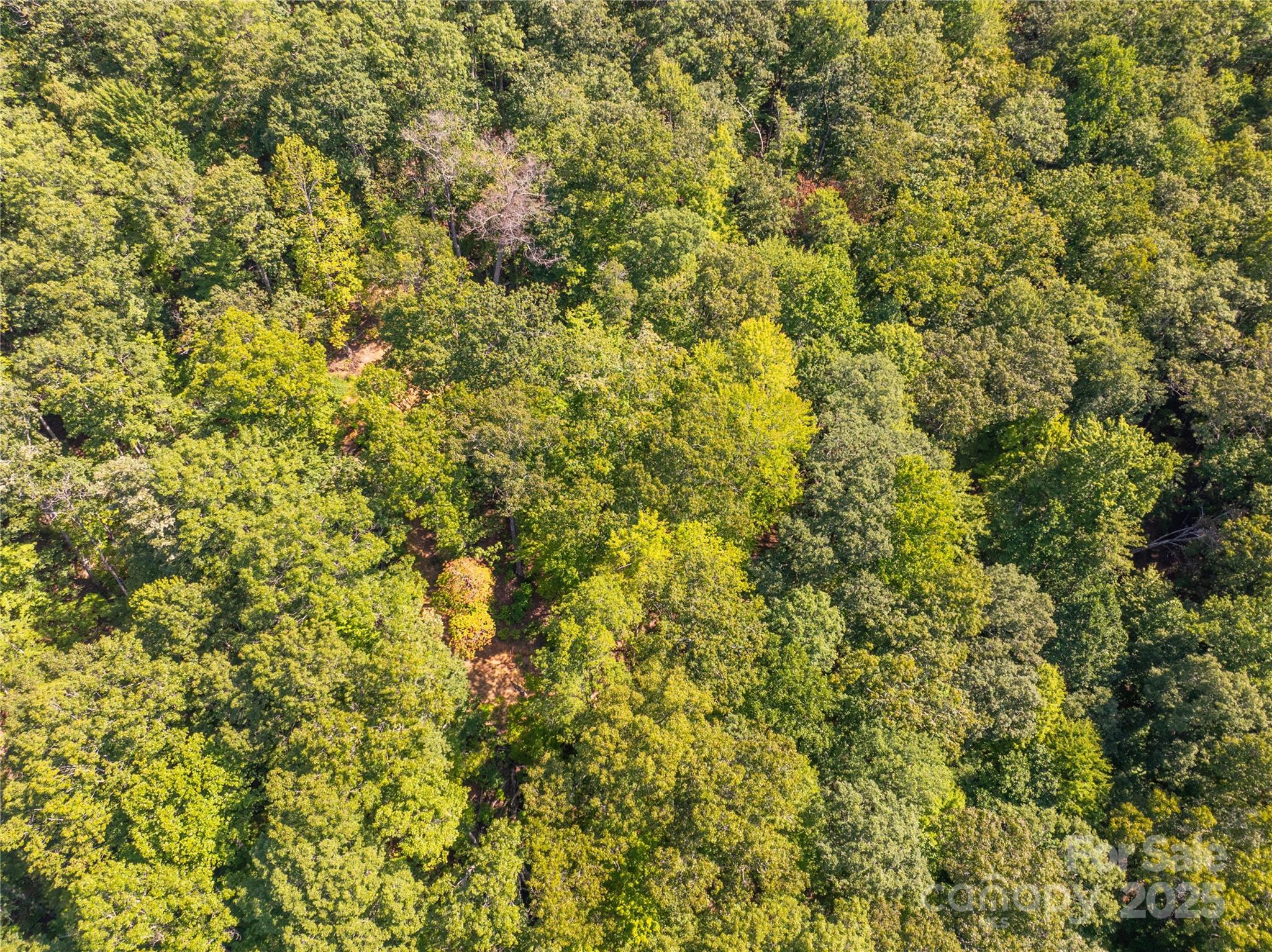 9999 Cindy Cove Road Robbinsville, NC 28771 - Photo 10 of 28