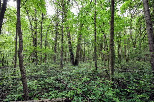 $299,000 | 27015 50th Street, Bangor, MI 49013