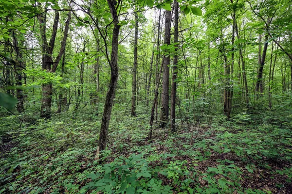 $299,000 | 27015 50th Street, Bangor, MI 49013