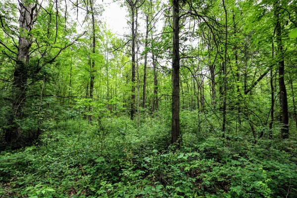 $299,000 | 27015 50th Street, Bangor, MI 49013