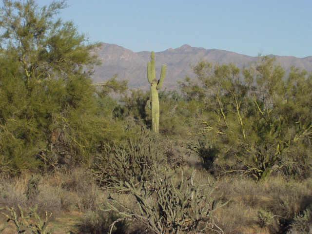 175000 East Quail Track Road Rio Verde, AZ 85263 - Photo 1 of 1 Primary Photo