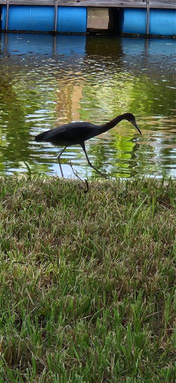 9829 Grace Drive Port Richey, FL 34668 - Photo 13 of 19 a view of a water view