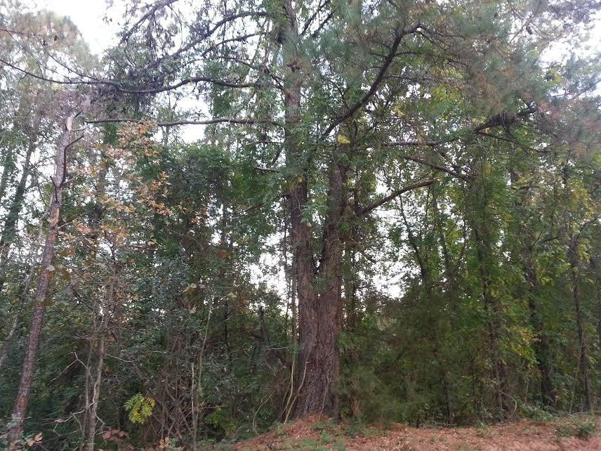 15.85-ac Stonewall Jackson Road Wagener, SC 29164 - Photo 2 of 3