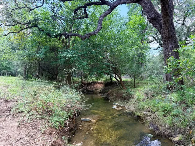 a view of a forest with large trees