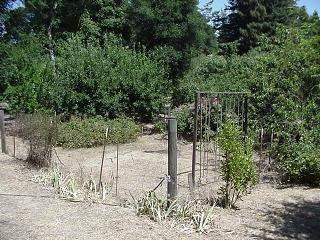 7860 Barcaglia Road Sebastopol, CA 95472 - Photo 7 of 8 a view of a forest filled with trees