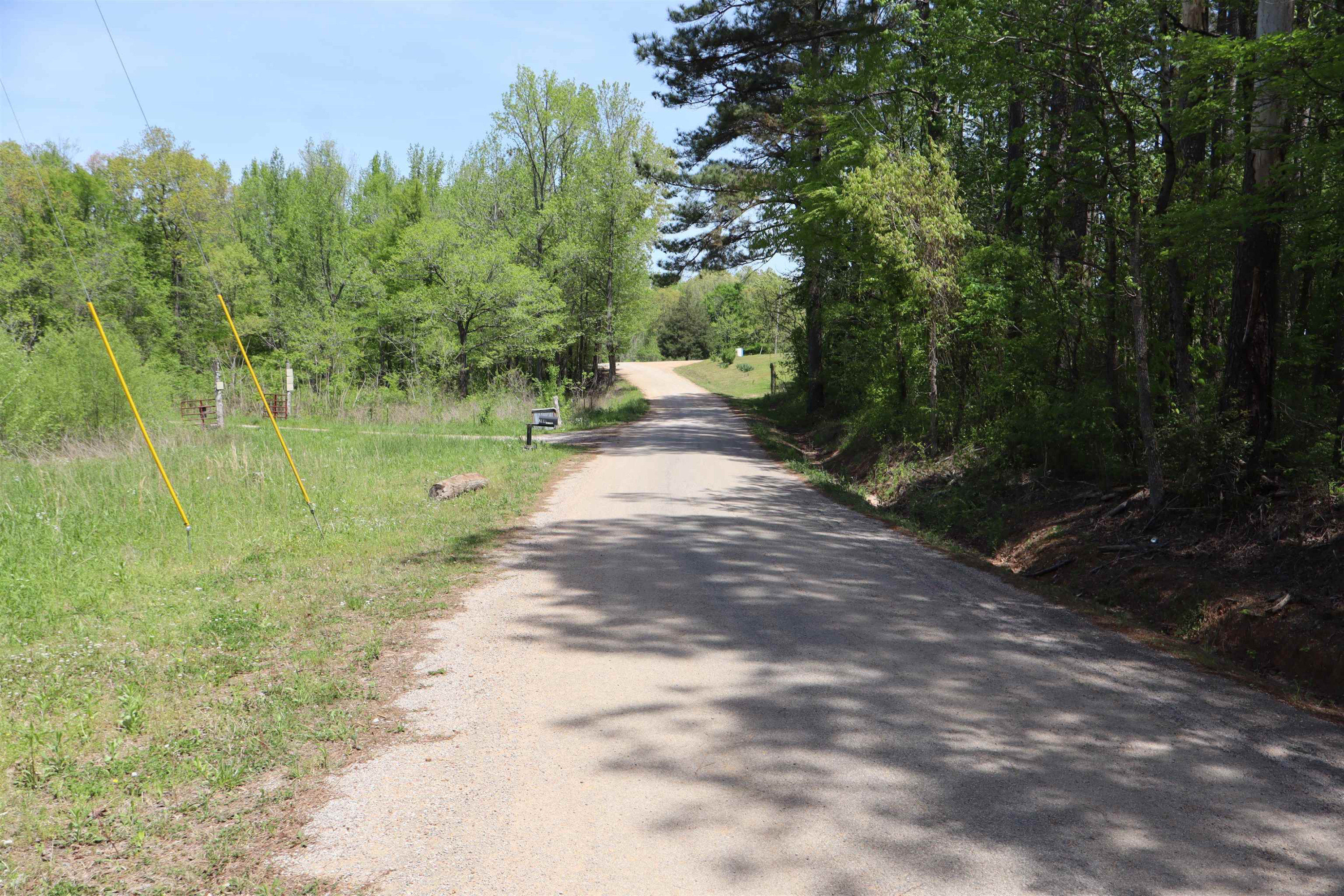 0 Malone Cemetery Road Finger, TN 38334 - Photo 11 of 13 a view of a yard with plants and large trees