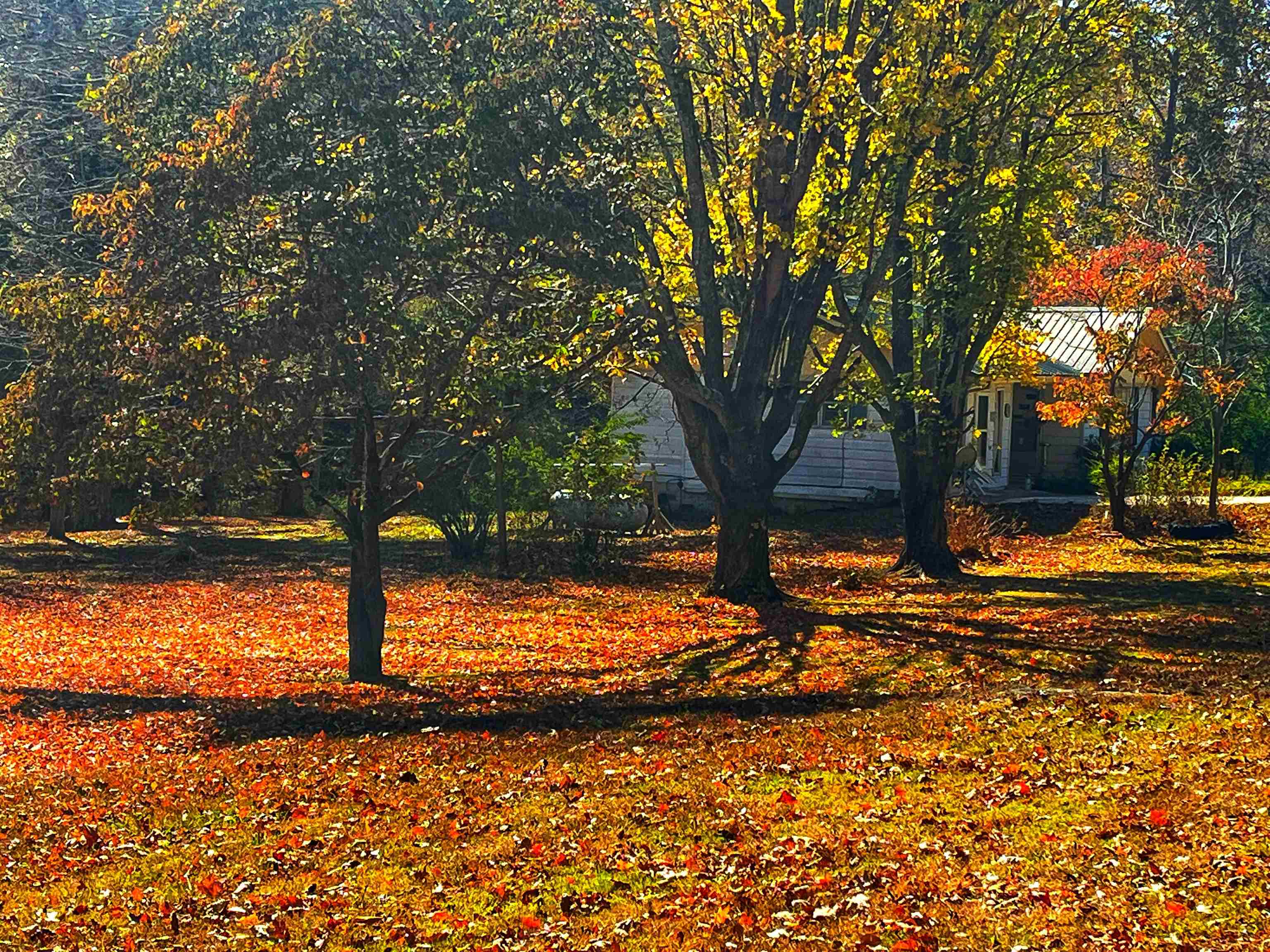 2168 Shawnettee Road Collinwood, TN 38450 - Photo 5 of 25 a view of a yard with a tree