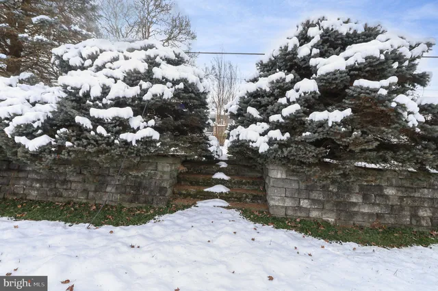 a view of a dry yard with lots of trees