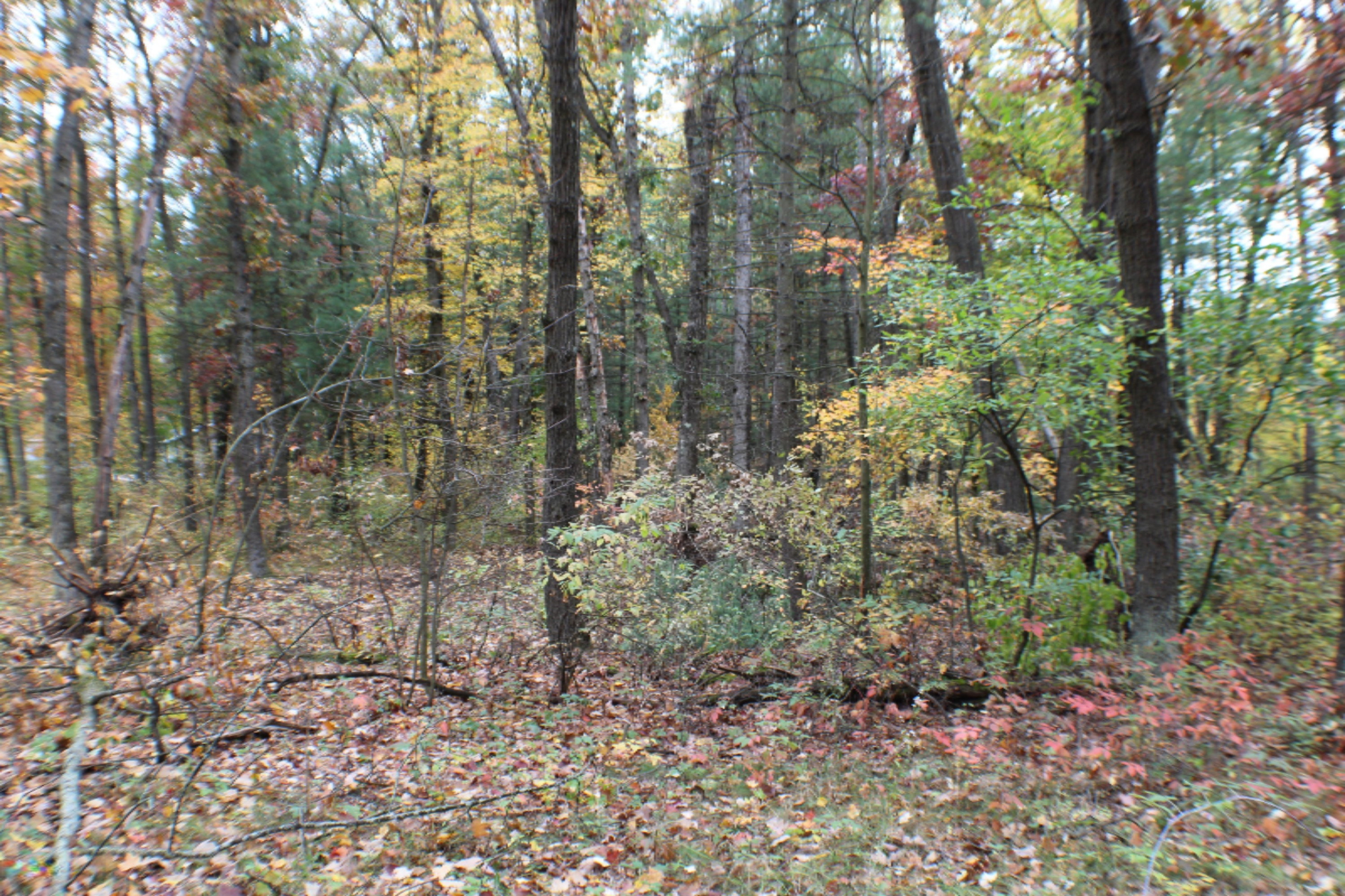 9988 West County Line Road Howard City, MI 49329 - Photo 9 of 42 IMG_1949