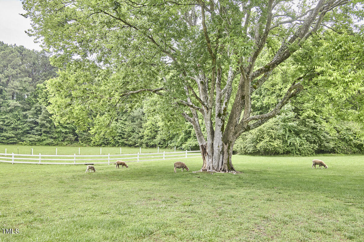 3679 Oak Lawn Farm Road Oxford, NC 27565 - Photo 64 of 71 66