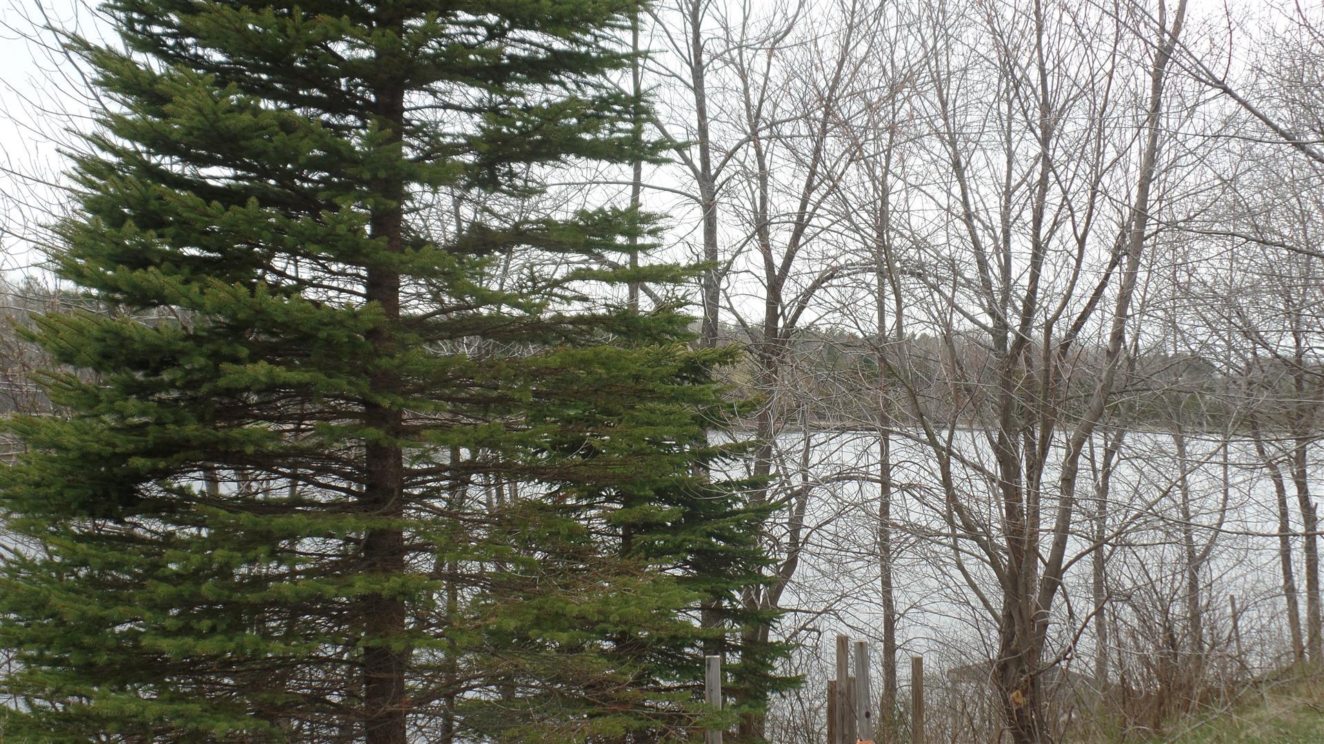 6605 North Black River Road Cheboygan, MI 49721 - Photo 14 of 16 Gallery Image 14
