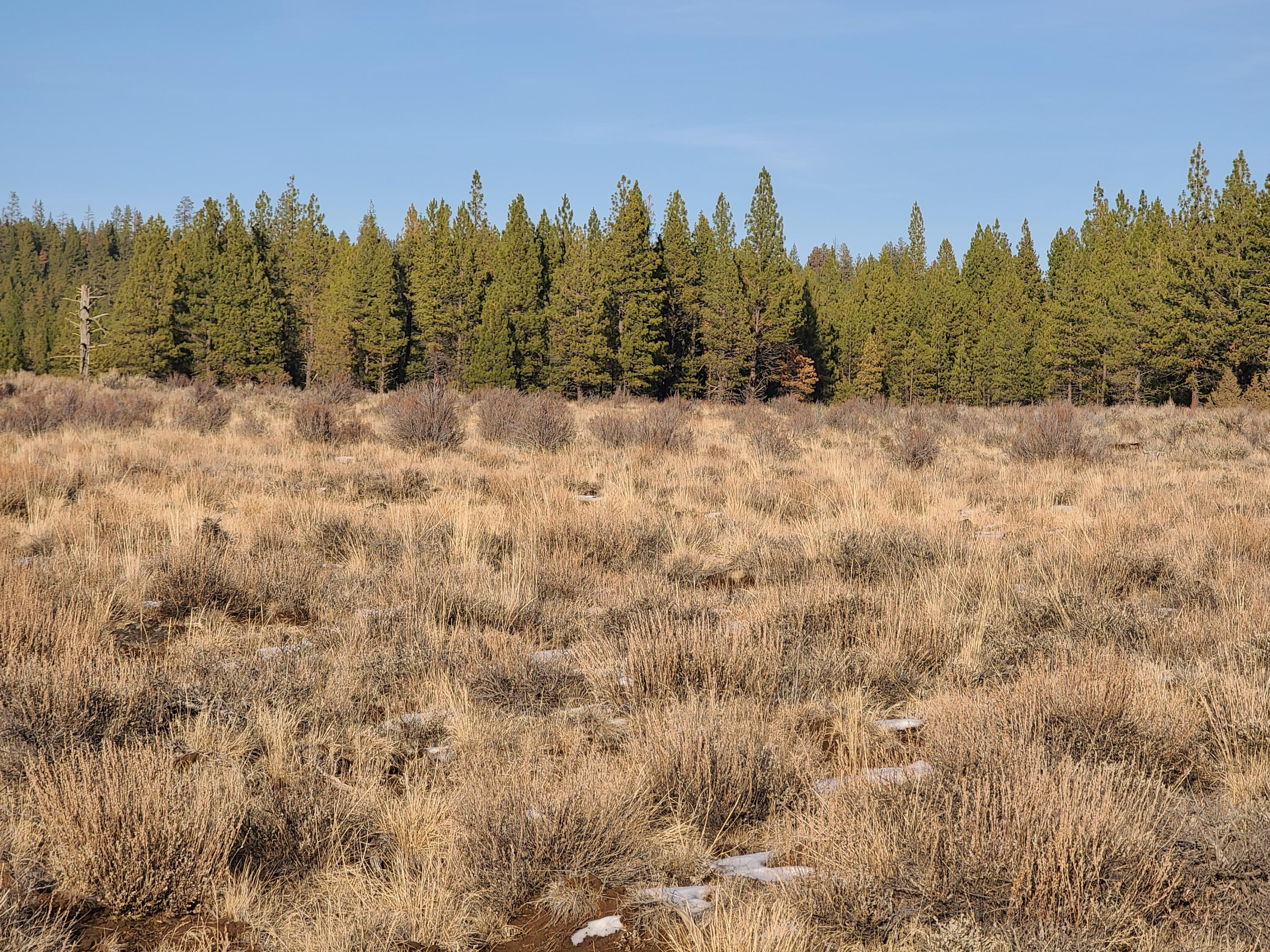 Lot 15 Yellow Pine Road Beatty, OR 97621 - Photo 4 of 6 20201121_150725