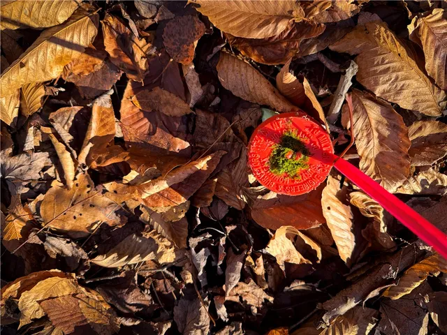 $79,900 | Lot-02 Langford Creek Road, Van Etten, NY 14889