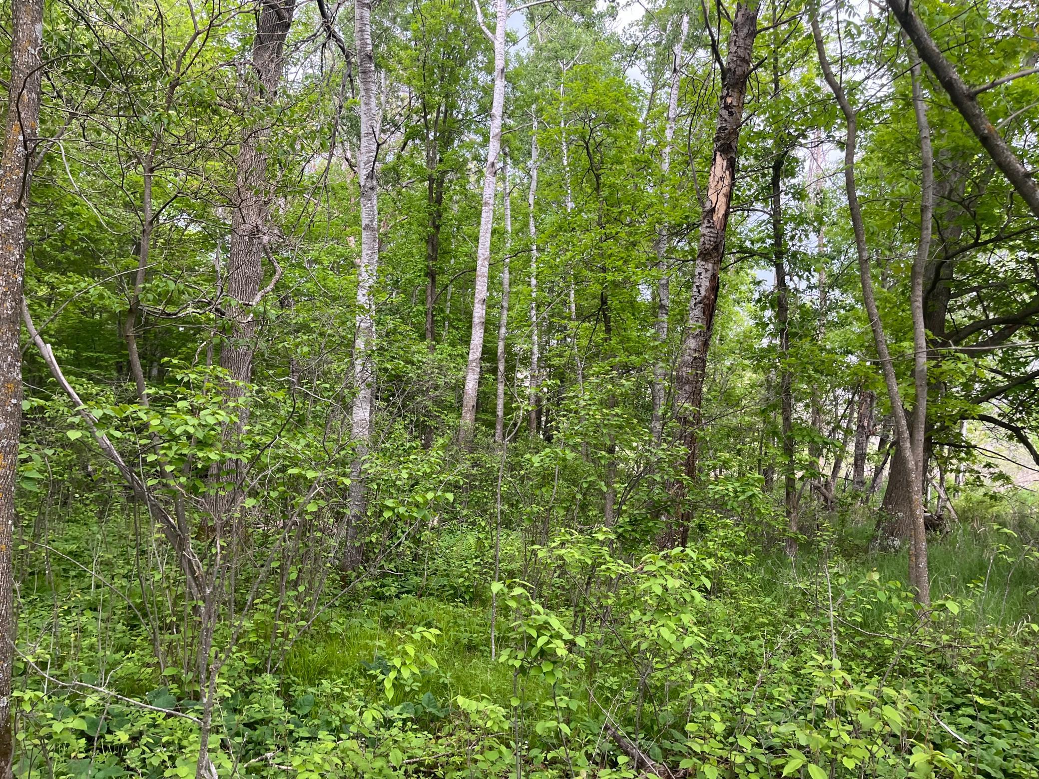 Tbd Tbd Crust Road Brainerd, MN 56401 - Photo 32 of 57
