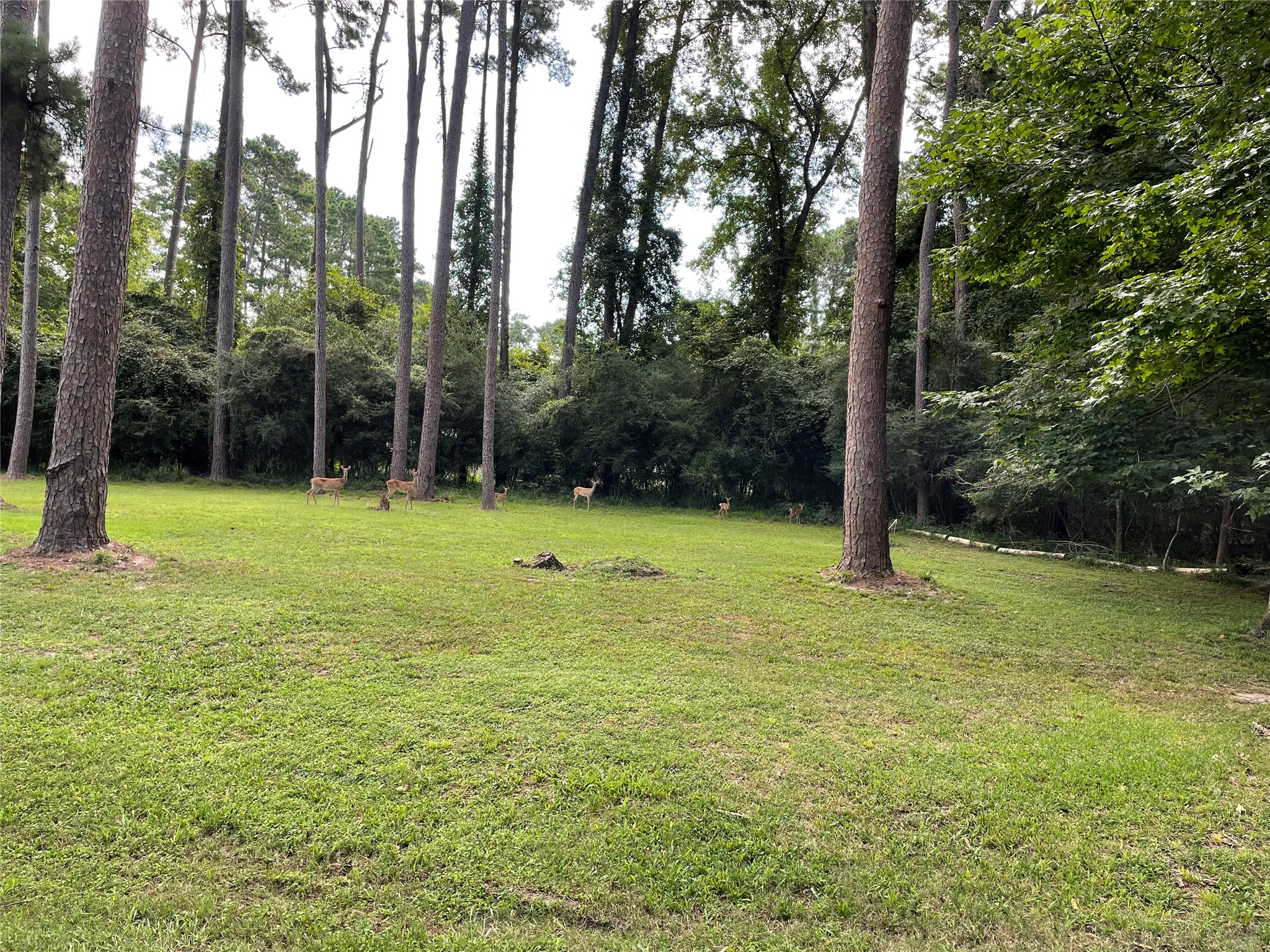 80 Indian Harbor Trinity, TX 75862 - Photo 11 of 15 Huge yard which backs up to a privacy green belt.