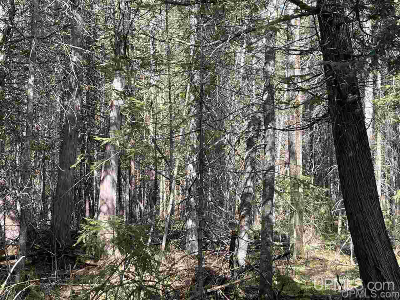 Tbd Camp 23 Road Germfask, MI 49840 - Photo 3 of 7