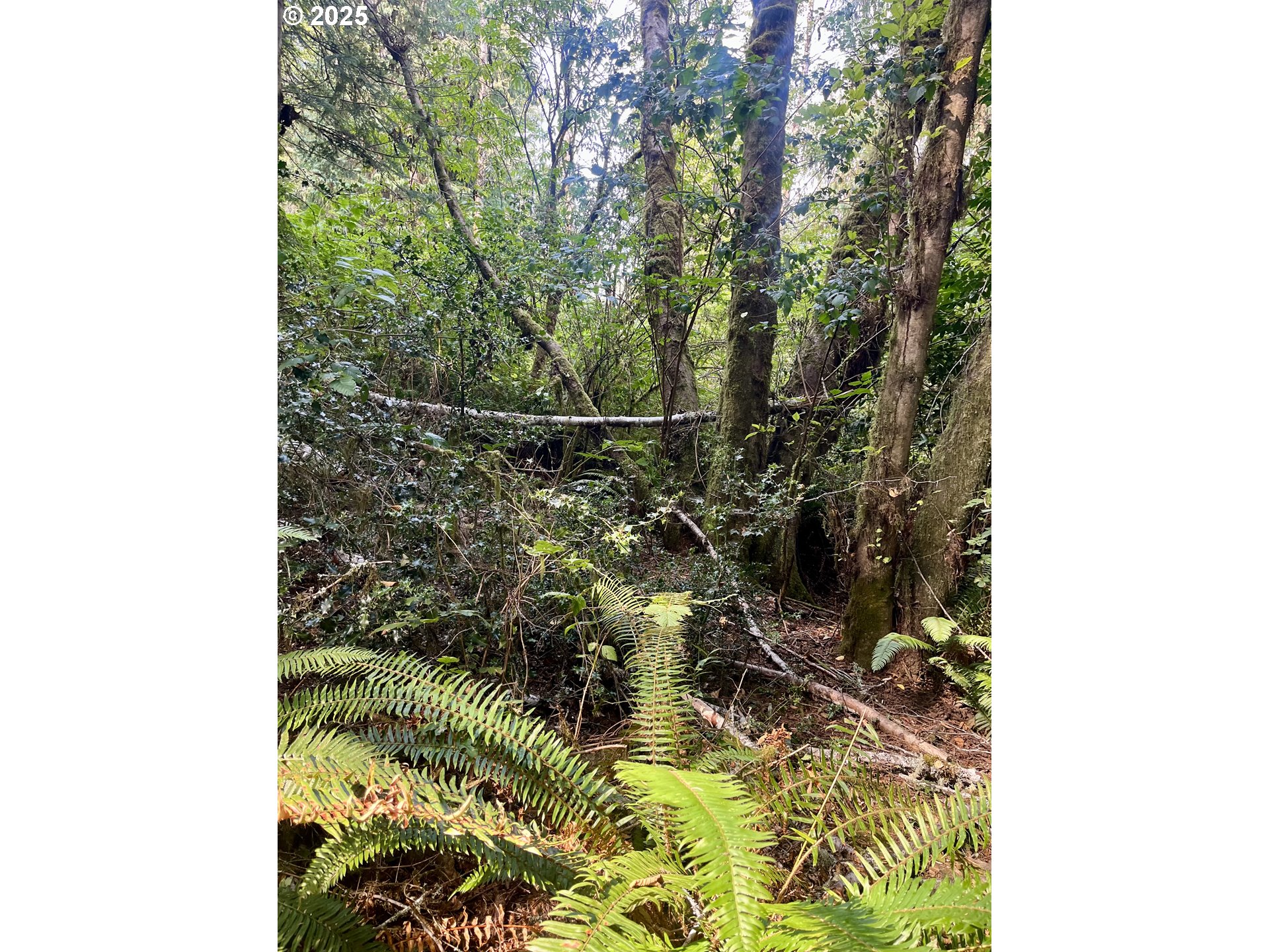 20th Lane Coos Bay, OR 97420 - Photo 11 of 11 Approximate Property Lines
