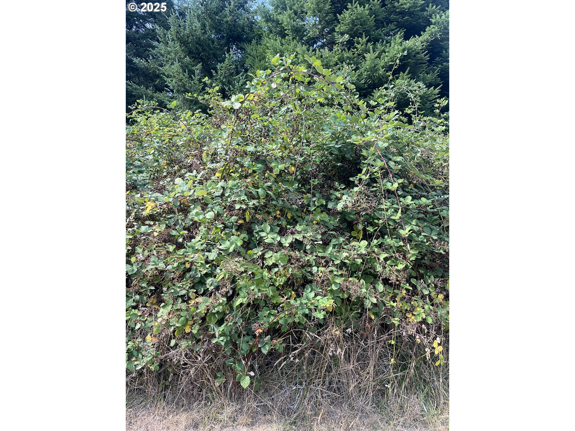 20th Lane Coos Bay, OR 97420 - Photo 8 of 11 Approximate Property Lines