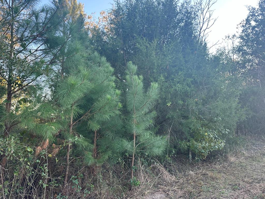 250 Adams Mill Road Clayton, AL 36016 - Photo 10 of 74
