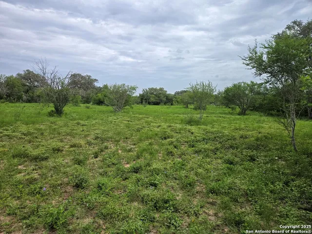 a view of a big yard with plants and large trees