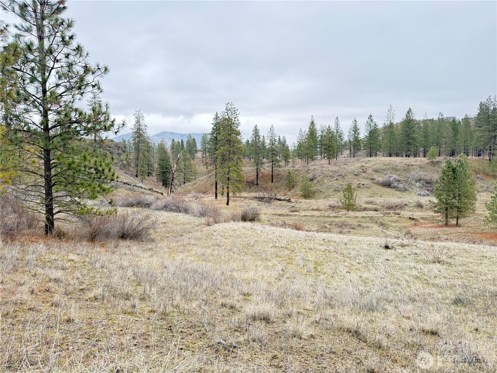 a view of a dry yard with wooden fence