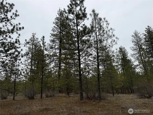 a view of a forest with trees in the background