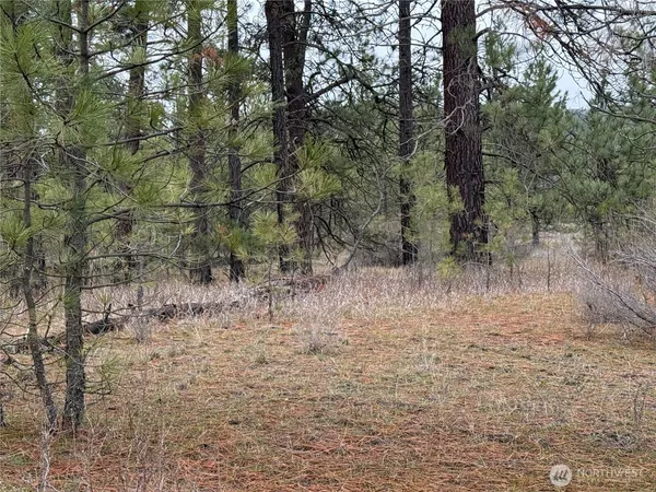 a view of a yard with trees