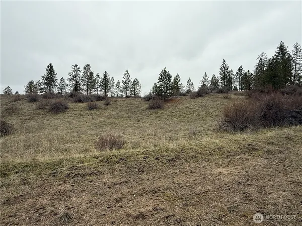 a view of a dry yard with trees