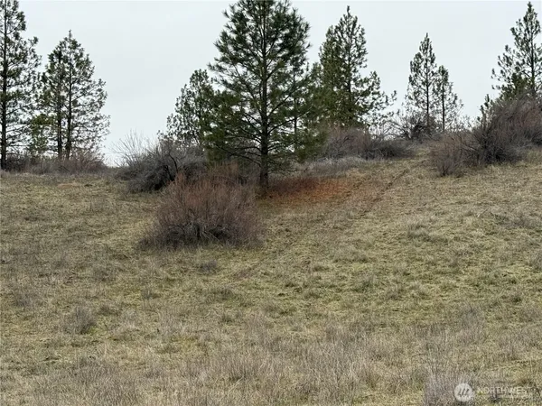 a view of a dry yard with trees