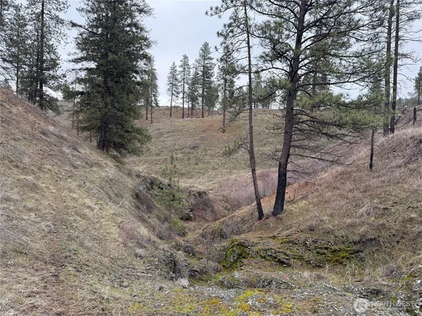 a view of a forest with trees