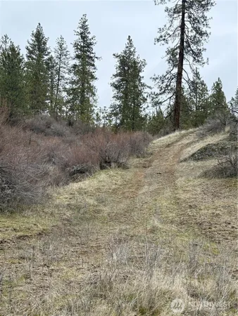 a view of a dry yard with trees in the background