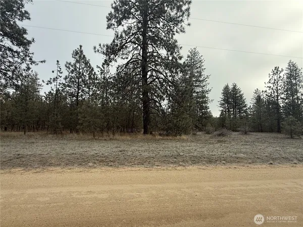 a view of a dry yard with trees