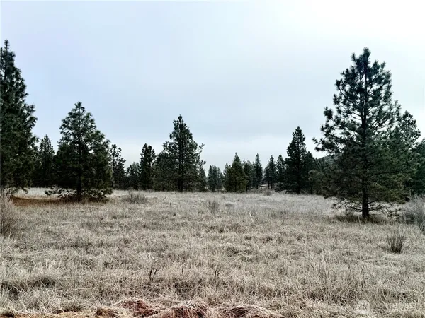 a view of a dry yard with trees