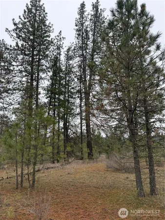 a view of a forest with trees in the background